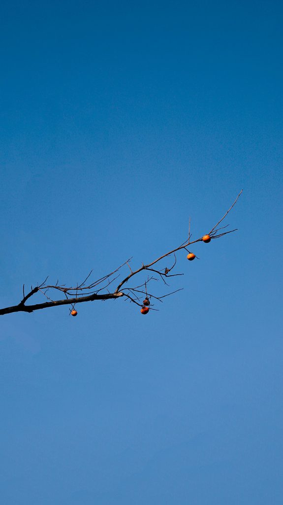 树枝上挂着几个柿子