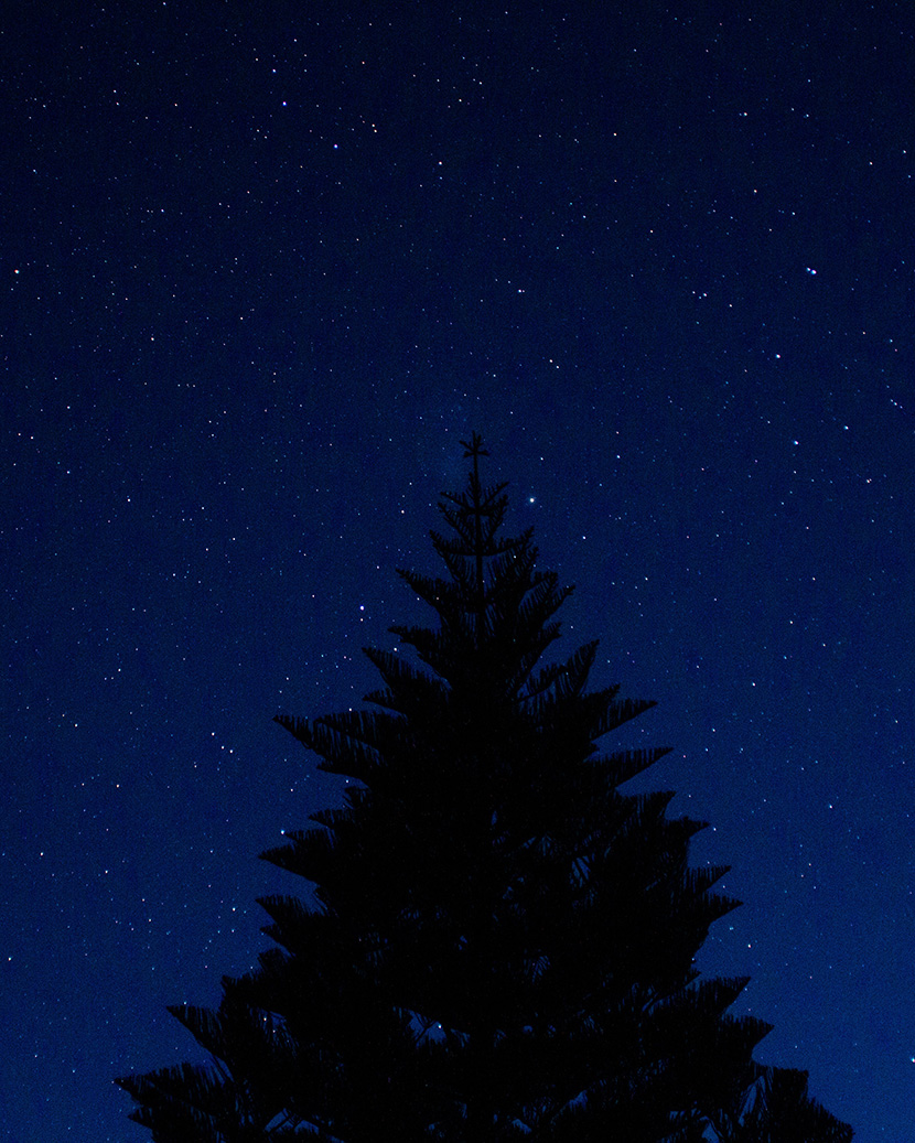 星空下的圣诞树