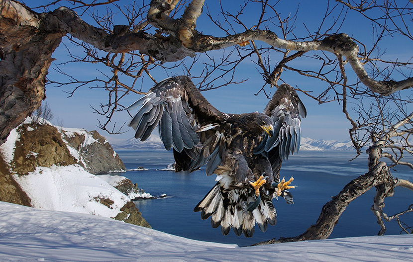 雪地上的雄鹰捕食