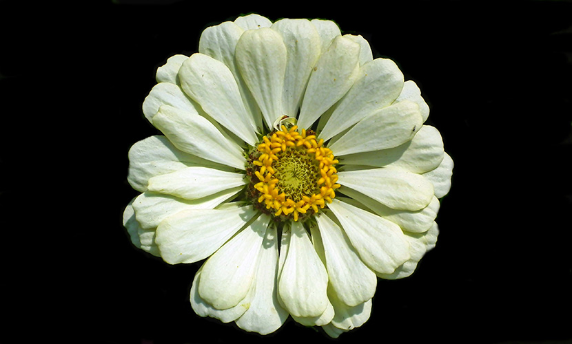 一朵白色的菊花