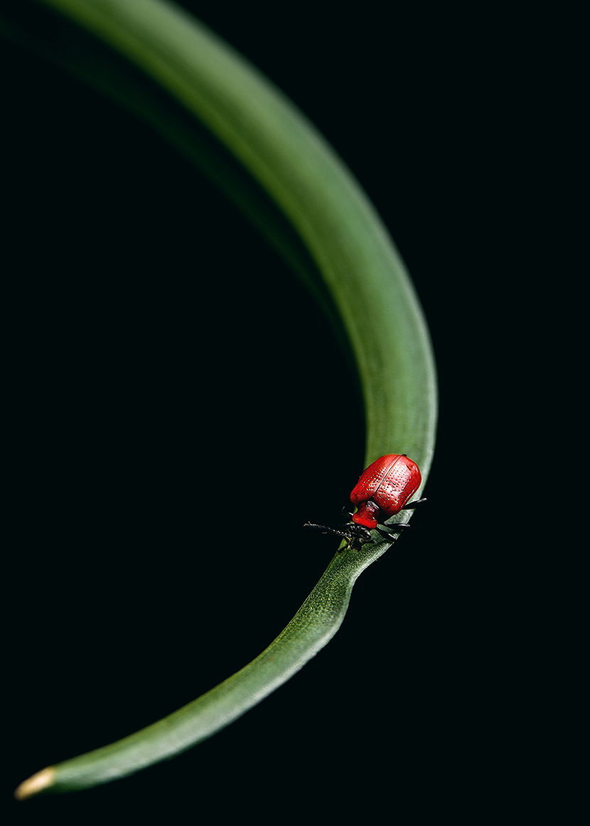 绿色花叶上的红色小甲虫